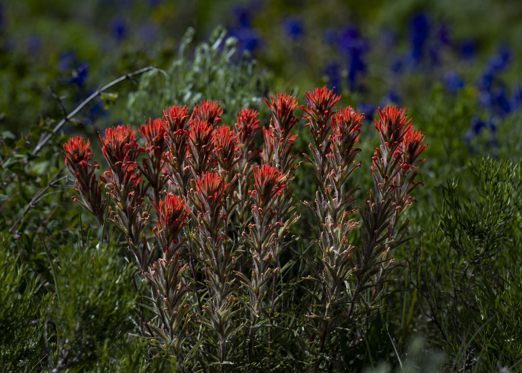 06_27_19 wildflowers0427.jpg
